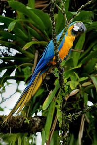 Costa Rica biodiversity
